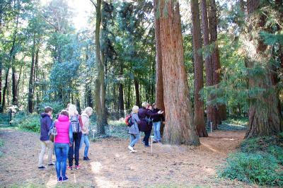 Besucher vor Mammutbaum der Sequoiafarm
