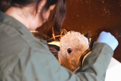 Kalb bei der Fütterung mit Milchflasche 