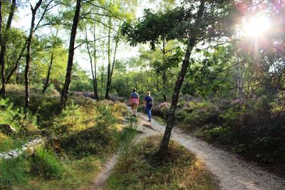 Blick auf Spaziergänger im Grenzwald bei Sonnenschein