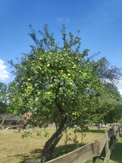 Baumschenkung 2.0 Apfelbaum