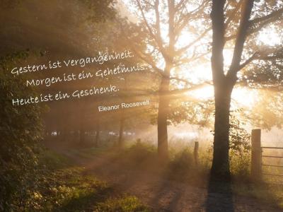 Wald mit Bäumen