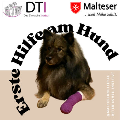 Erste Hilfe am Hund