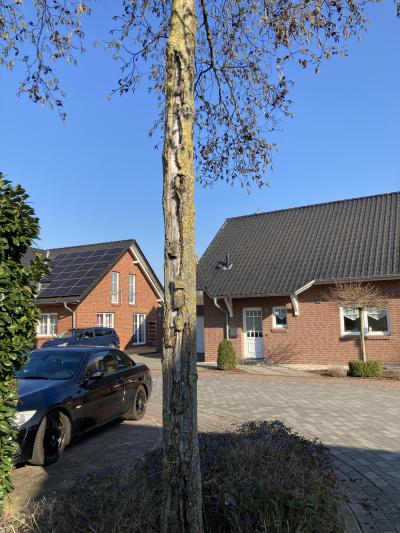 Sonnenbrand: Zwölf Erlen am Wasserturm müssen fallen