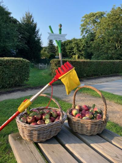 Städtische Aktionen zu Streuobstwiesen und Staudenbeeten Generationengarten