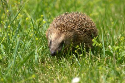 Igel im hohen Gras