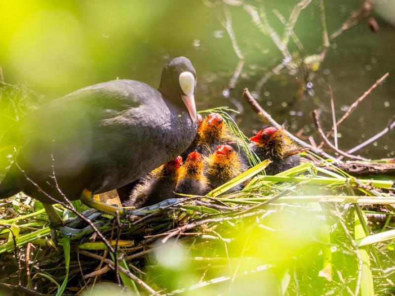 Blässhuhn mit Küken im Nest