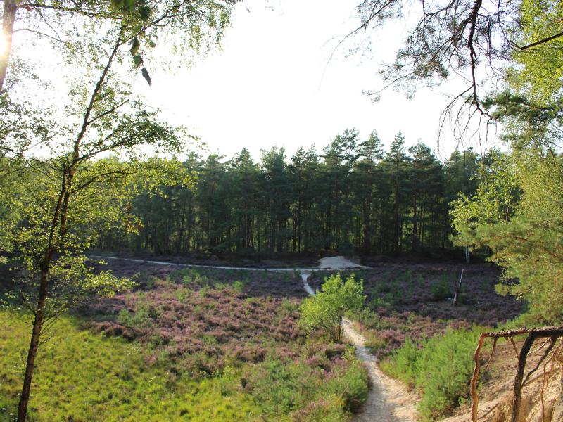 Blick von Aussichtsplattform auf Heidefläche im Grenzwald 