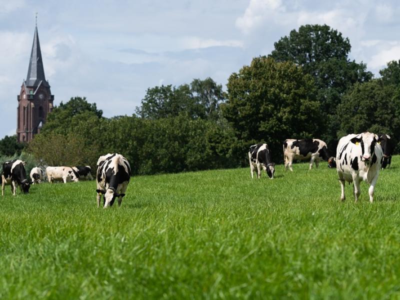 Kühe auf der Weide mit Kirche im Hintergrund 