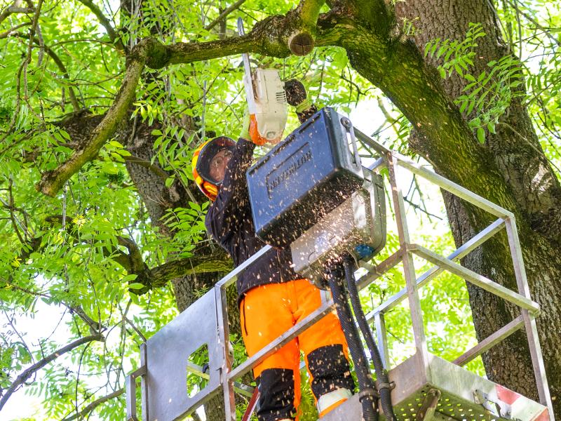 Mitarbeiter auf Steiger bei Baumschnitt