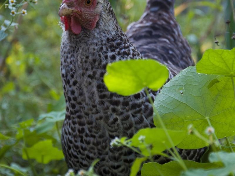 Huhn im hohen Gras