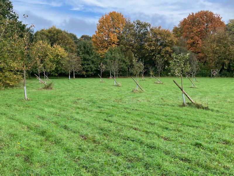 NetteBetrieb_Stadtgrün_Jubiläumswald_an_der_Kleinbahn