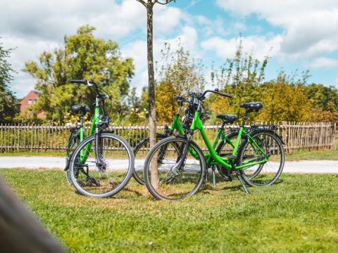 grüne Niederrheinräder am Baum gelehnt 