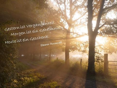 Wald mit Bäumen 
