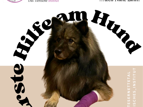 Erste Hilfe am Hund